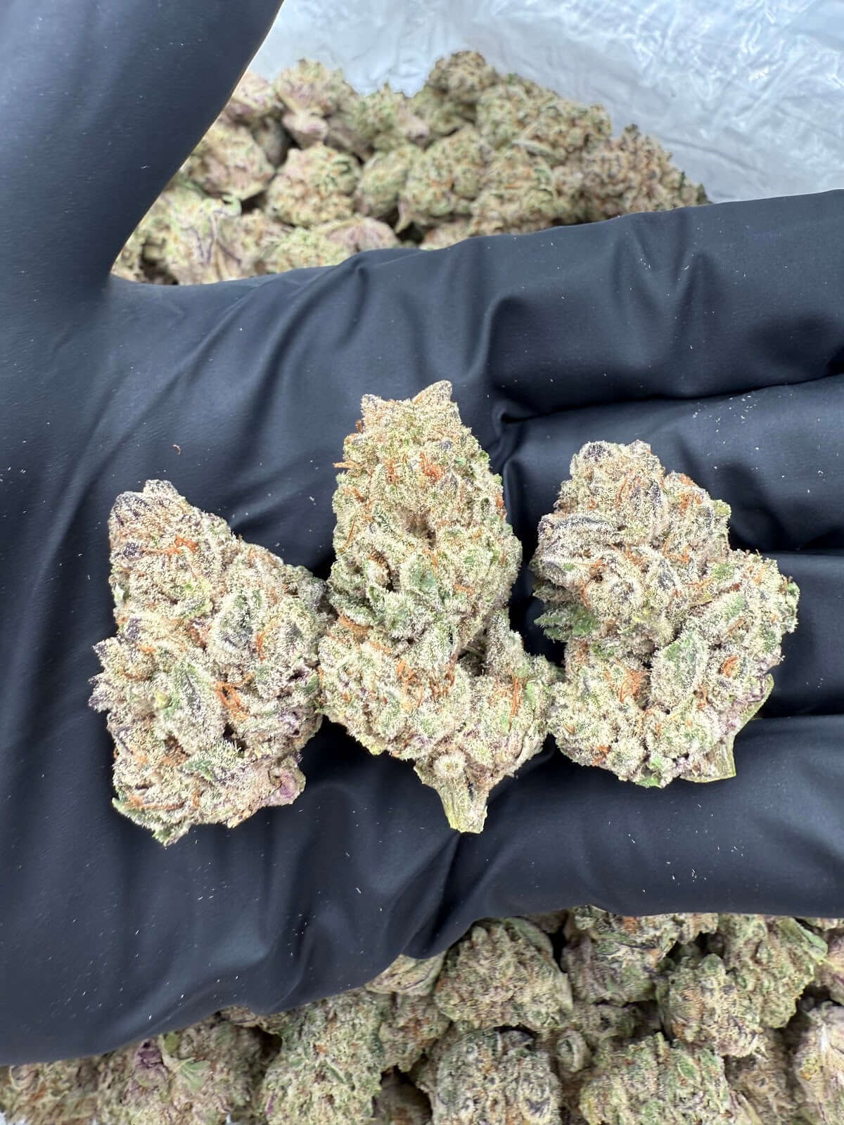Sin Mints THCA Flower Pounds