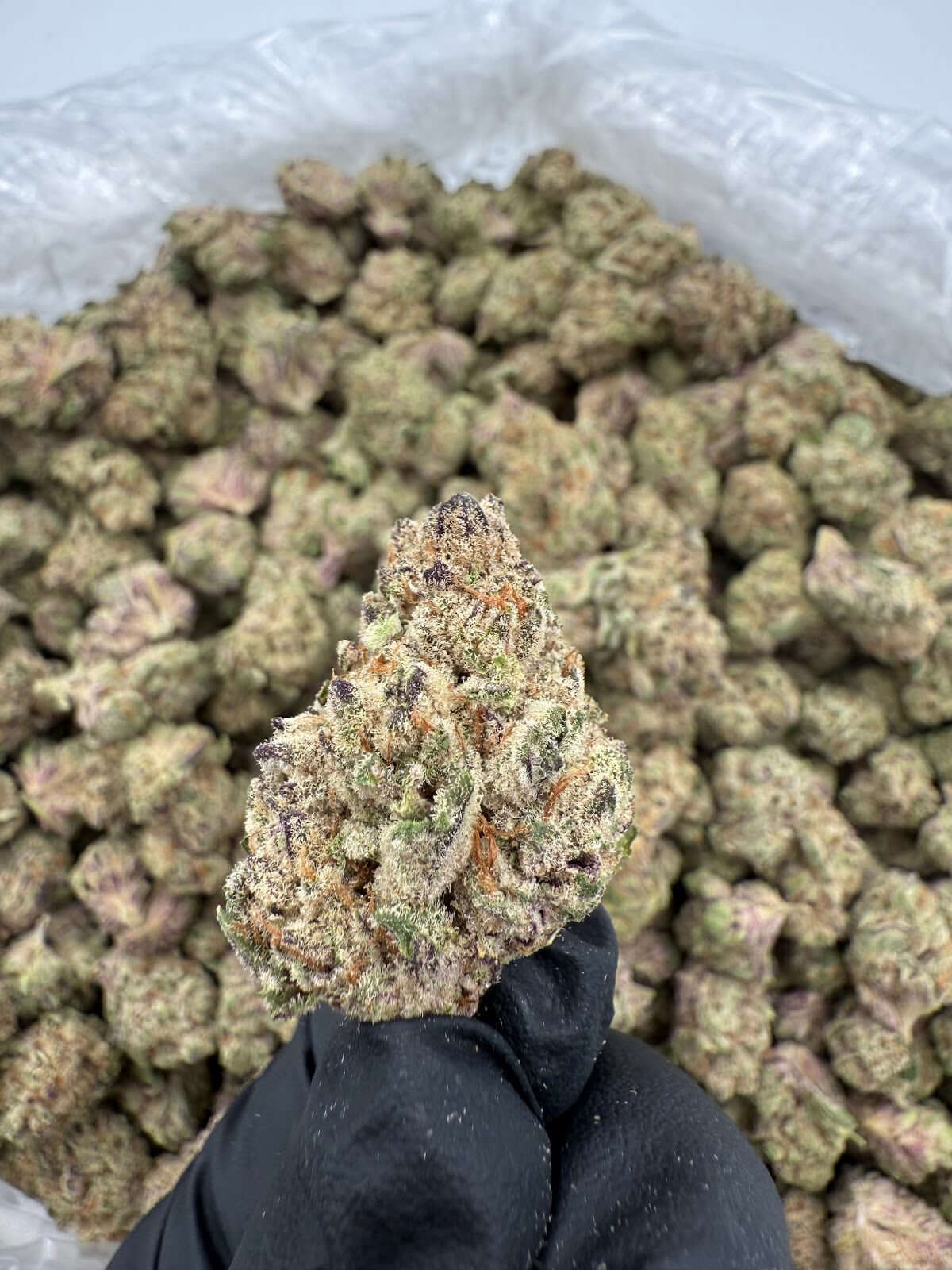 Sin Mints THCA Flower Pounds