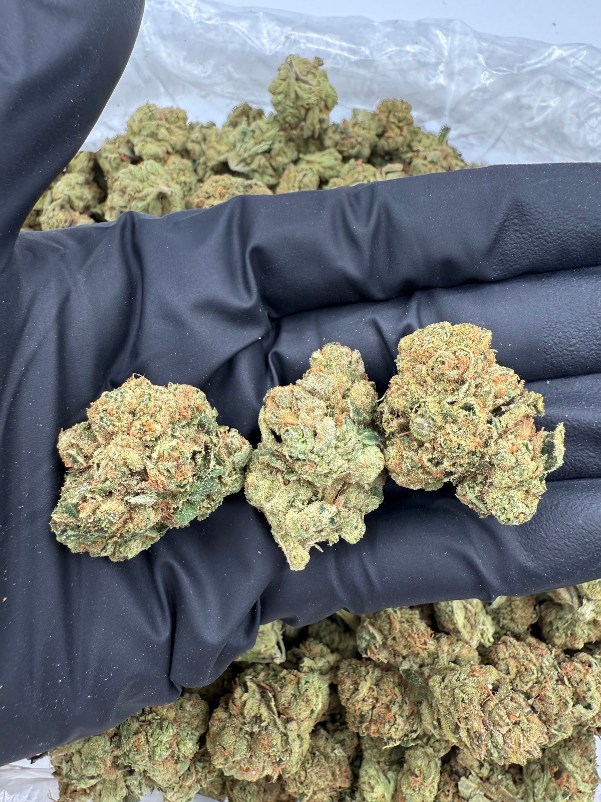 Jack Herer THCA Flower Pounds