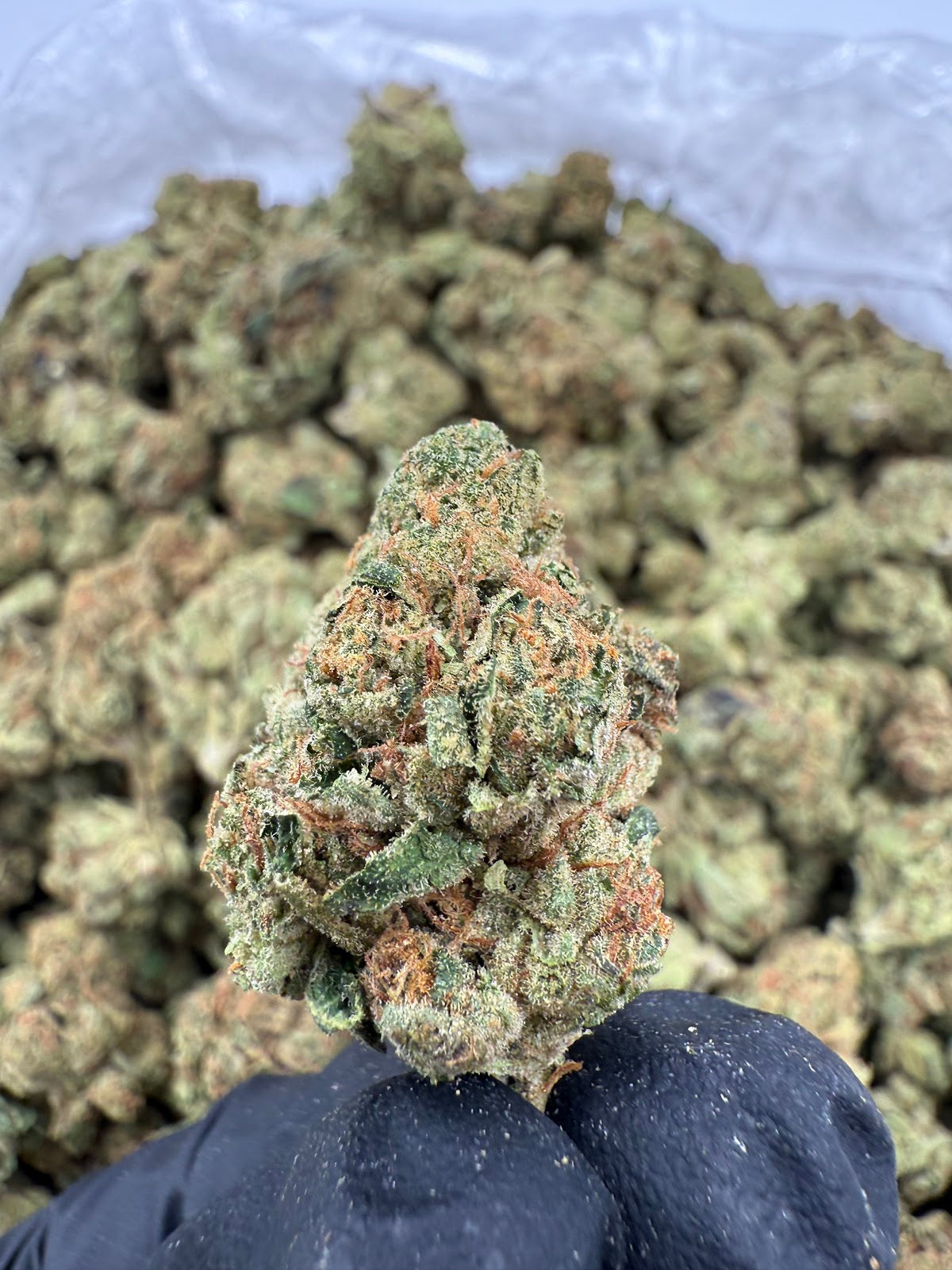 Jack Herer THCA Flower Pounds