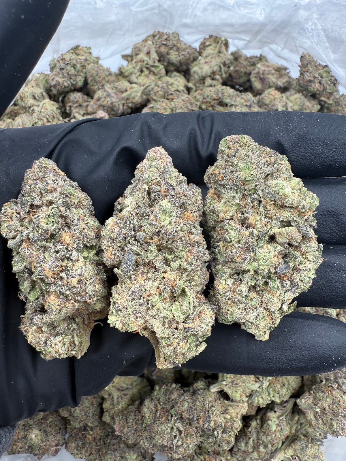 Gelato Cake THCA Flower Pounds