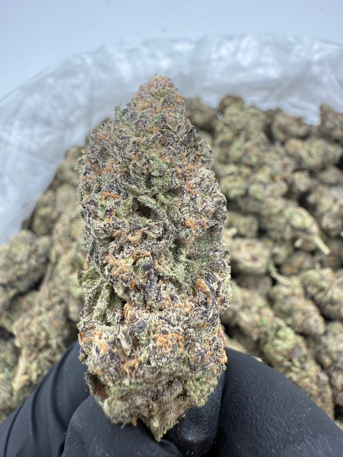Gelato Cake THCA Flower Pounds