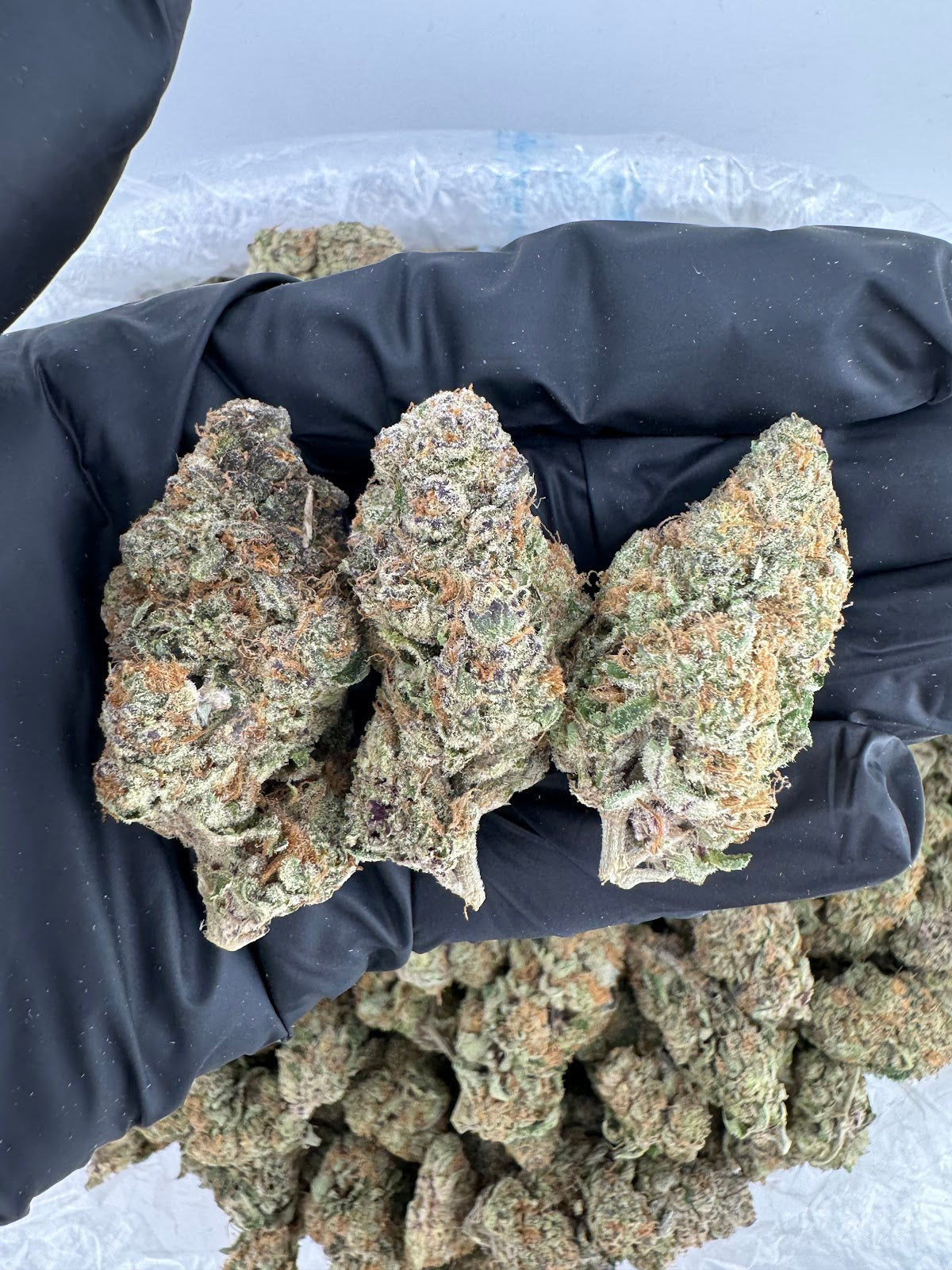 Glitteratti THCA Flower Pounds