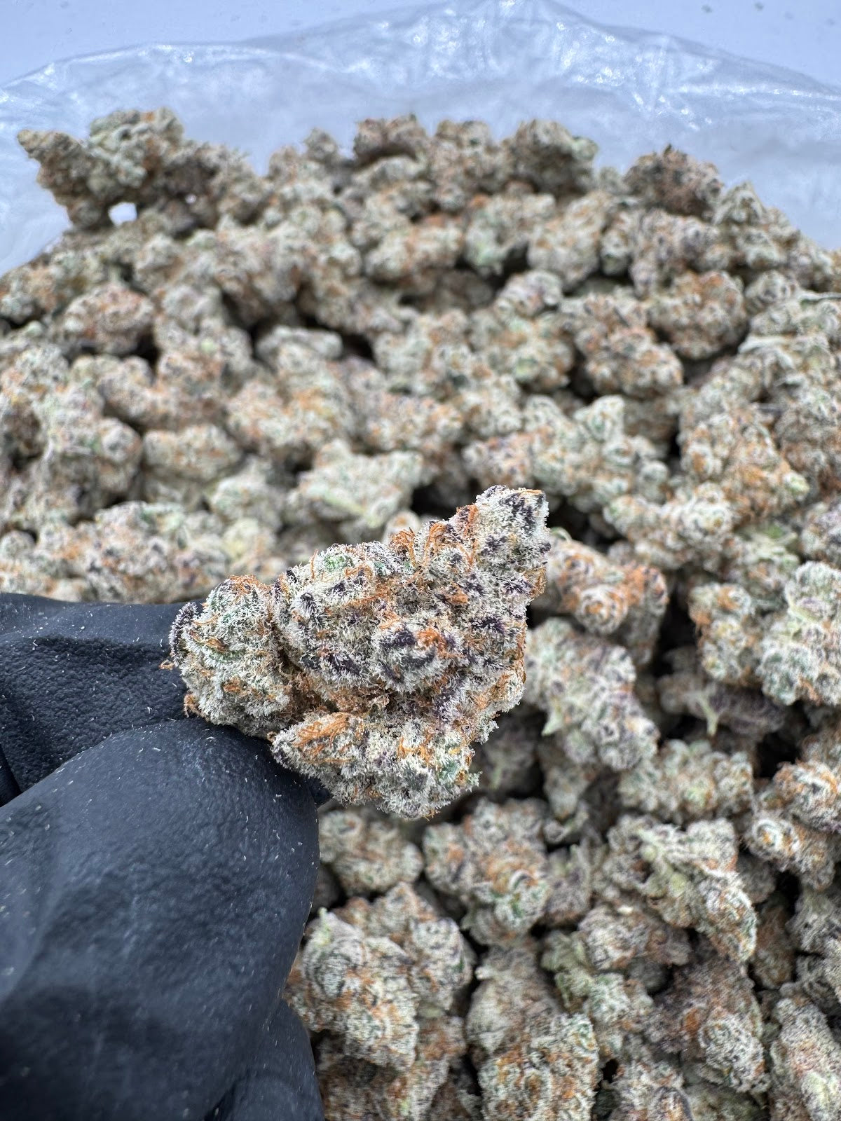 Benny Blanco THCA Flower Pounds