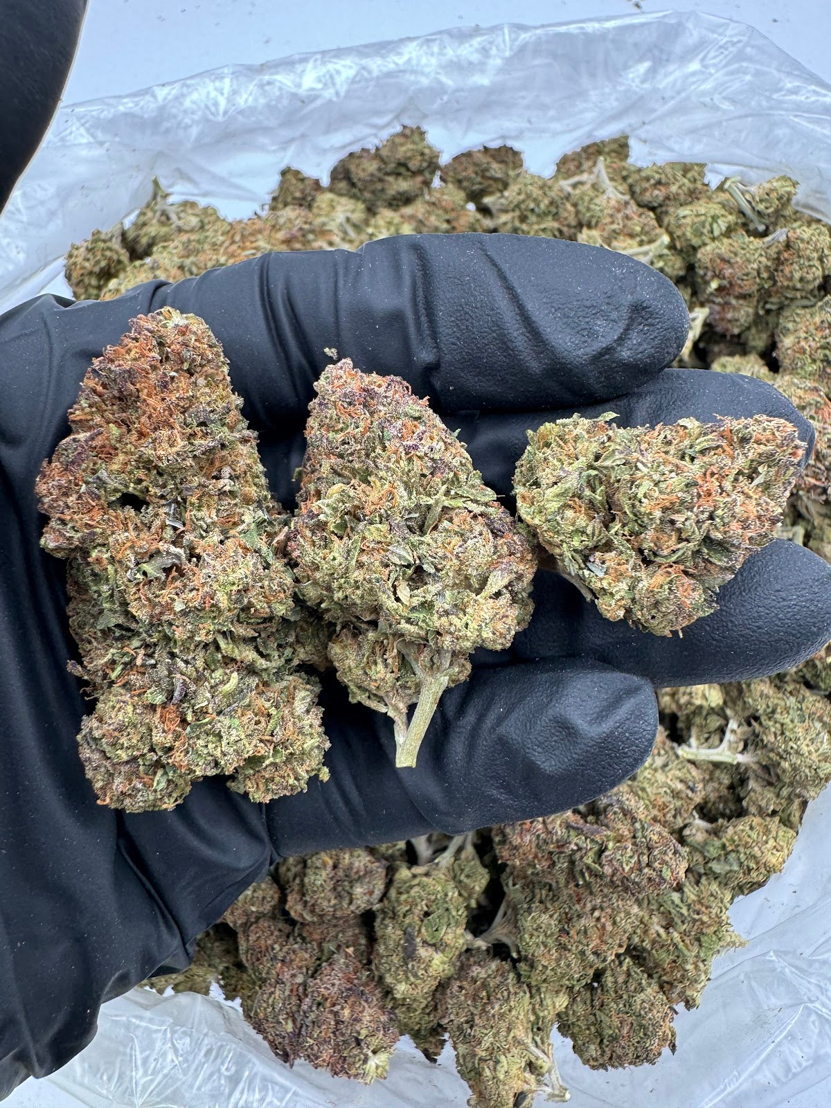 Carbon THCA Flower Pounds