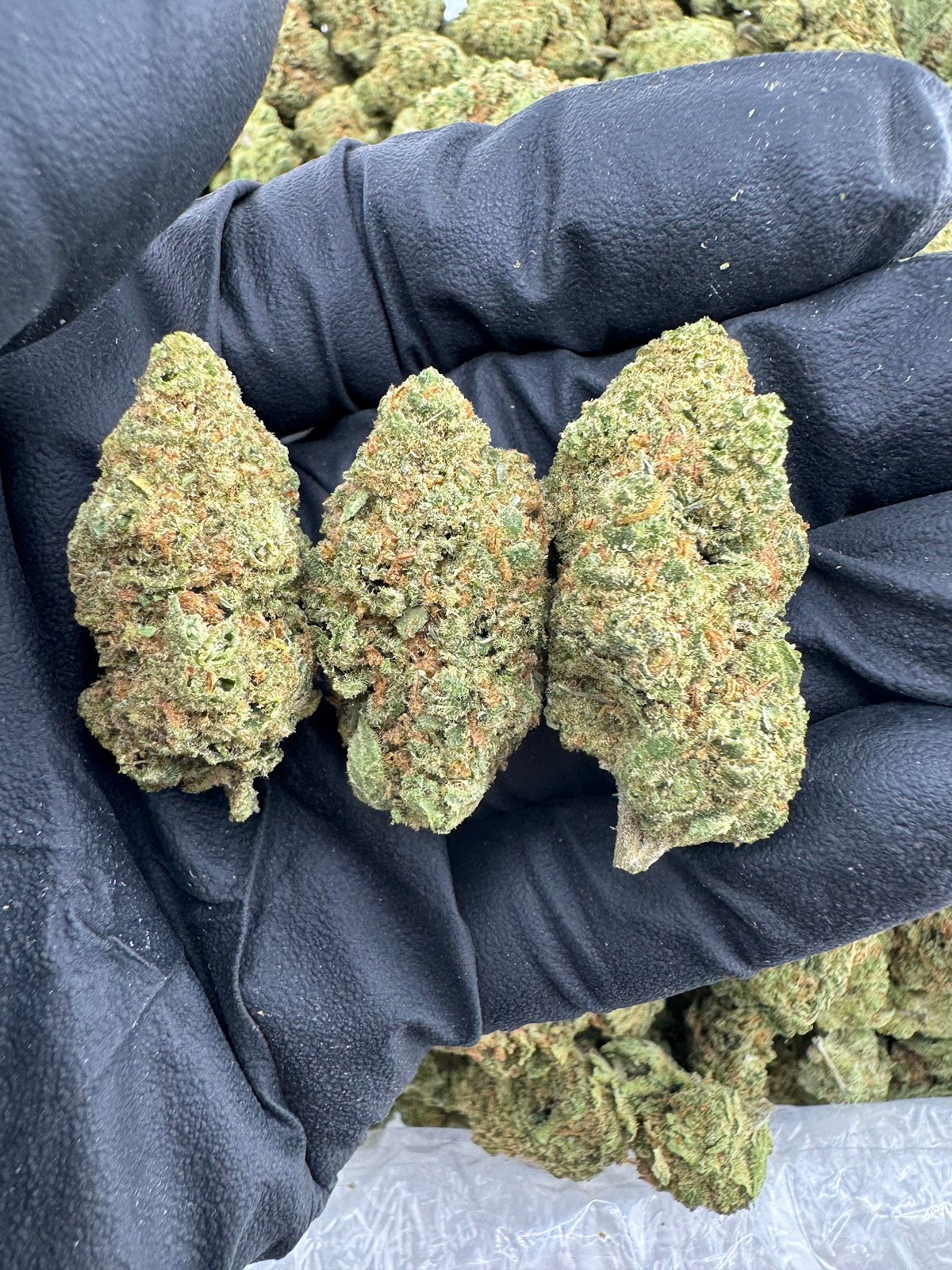 Jack Black THCA Flower Pounds