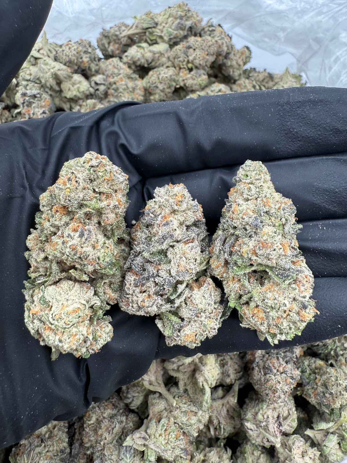 Frozen Lemon THCA Flower Pounds