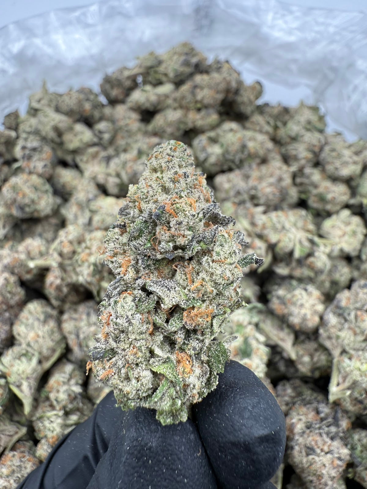 Frozen Lemon THCA Flower Pounds