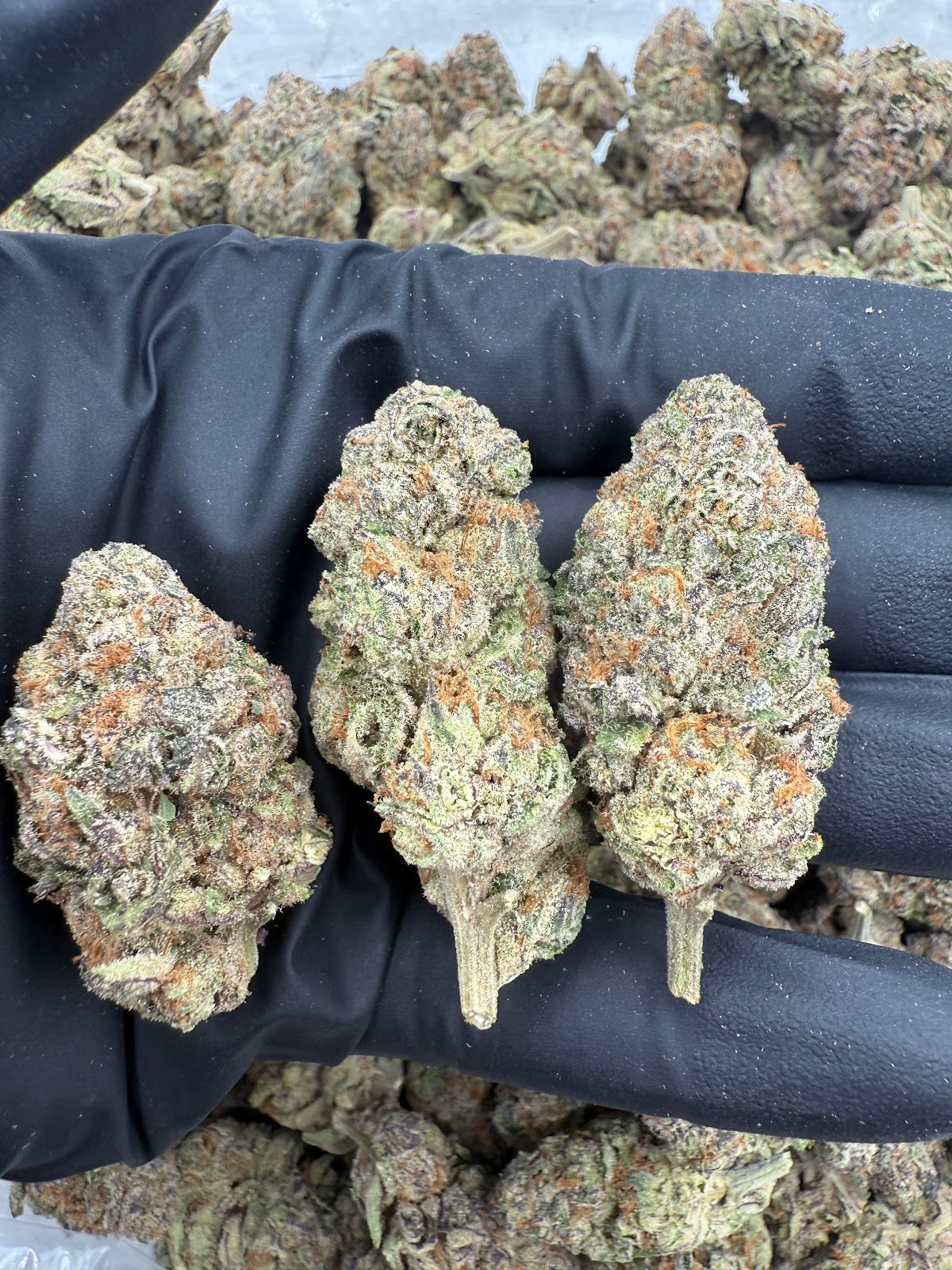 Lemon Sherbet THCA Flower Pounds