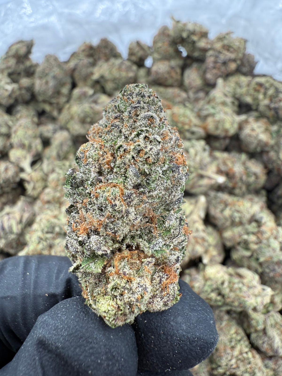 Lemon Sherbet THCA Flower Pounds