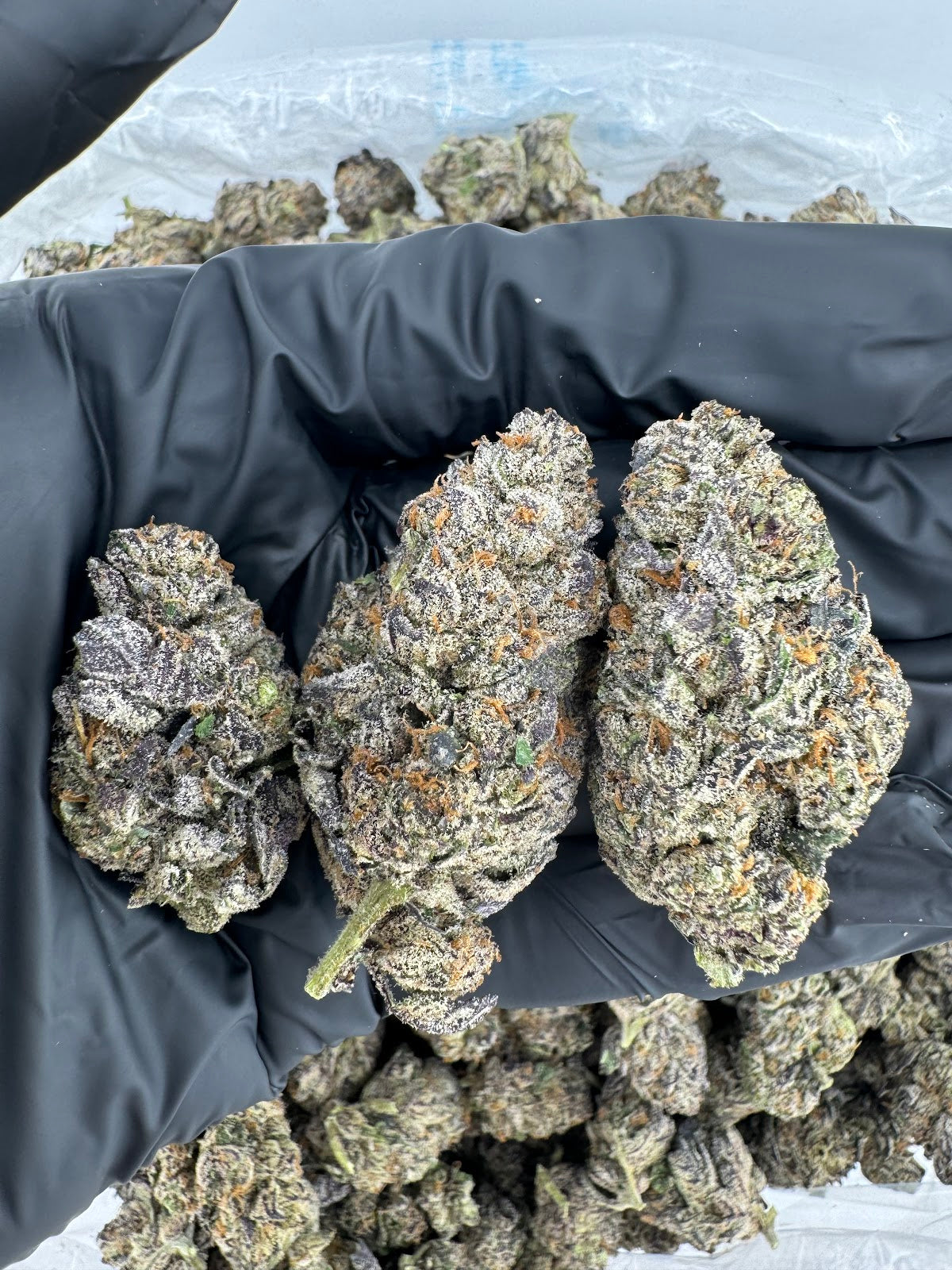 Girl Scout Cookies THCA Flower Pounds