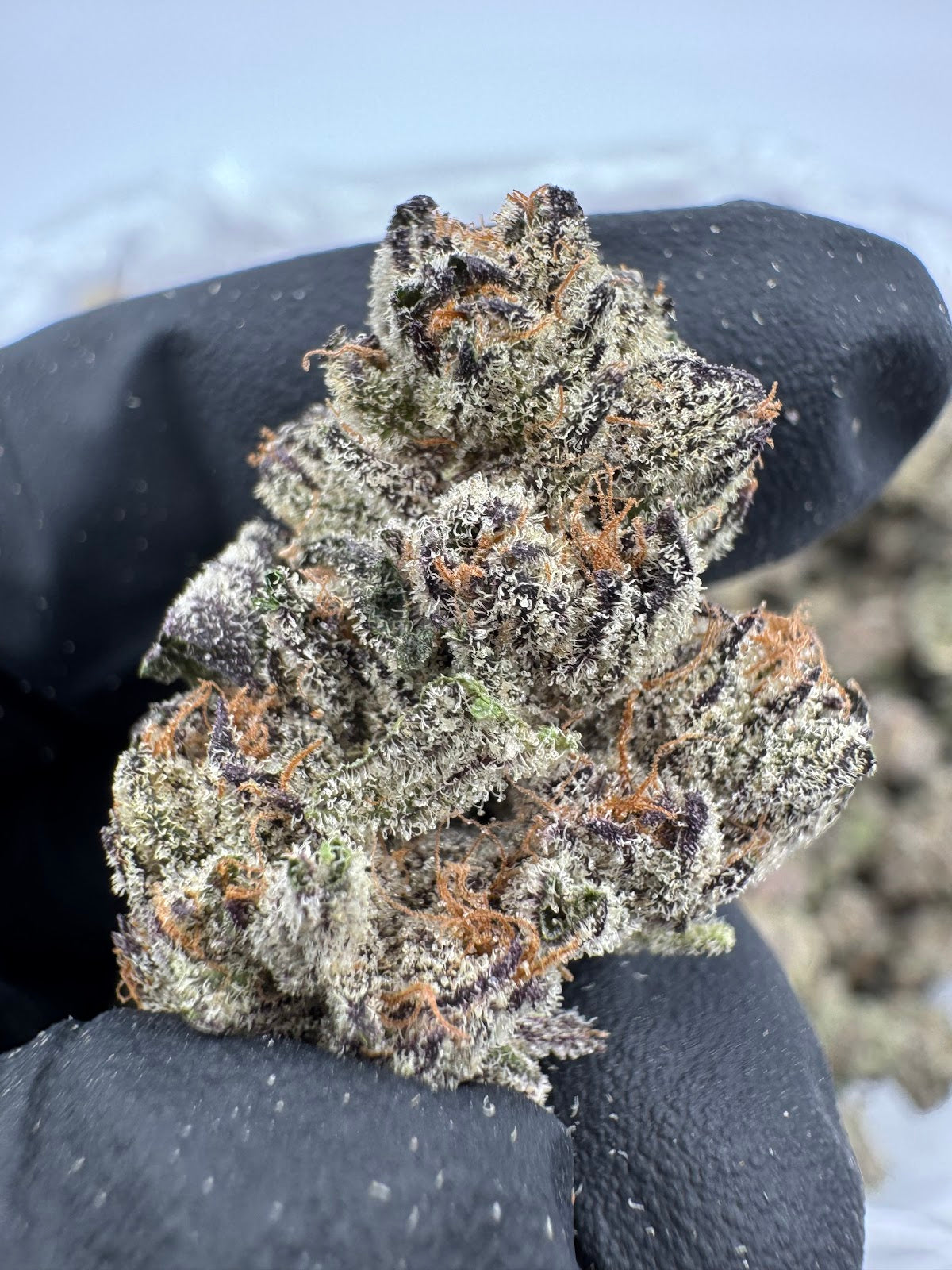 Purple Cookies THCA Flower Pounds